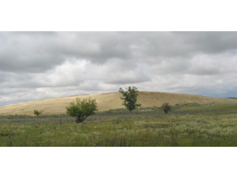 A landscape with gently rolling hills and lone trees and bushes.