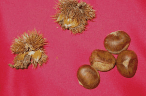 Two chestnuts in their prickly husk, and four unhusked chestnuts grouped together on a red background.