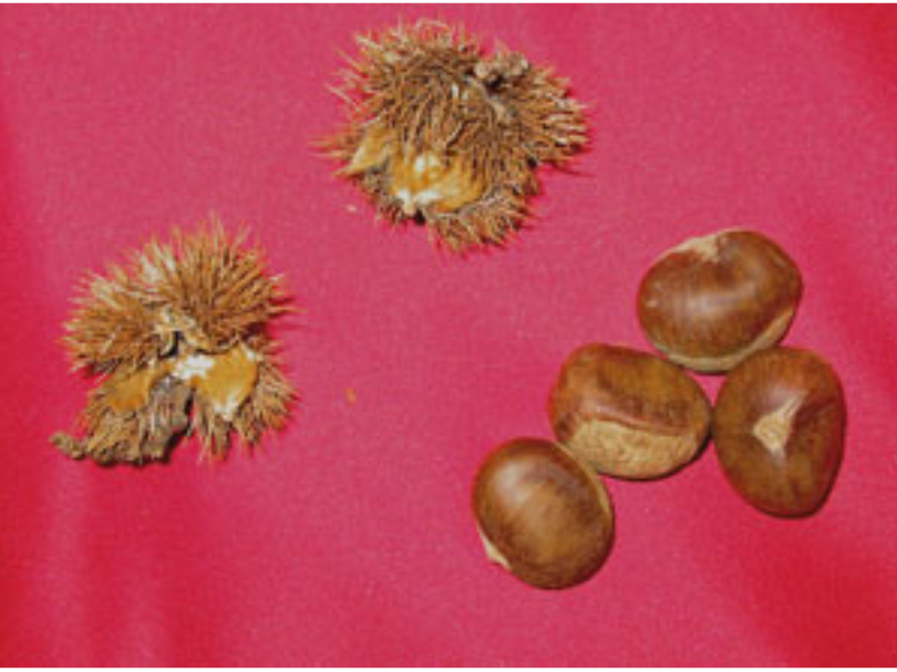 Two chestnuts in their prickly husk, and four unhusked chestnuts grouped together on a red background.