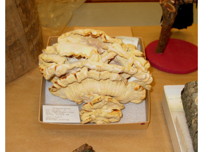 A large chicken-of-the-woods fungus specimen in a collections box.