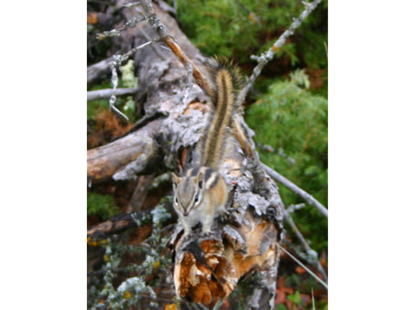 A striped chipmunk on a fallen log.