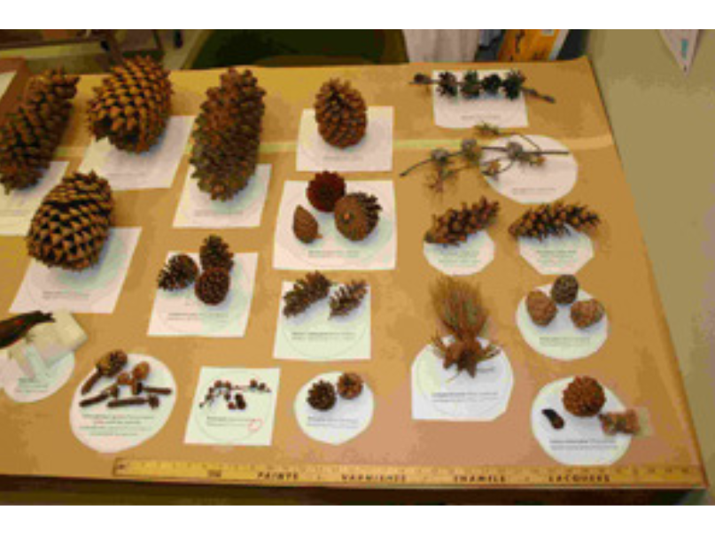 A variety of cone specimens laid out on individual sheets of paper with identifications on a large table top.