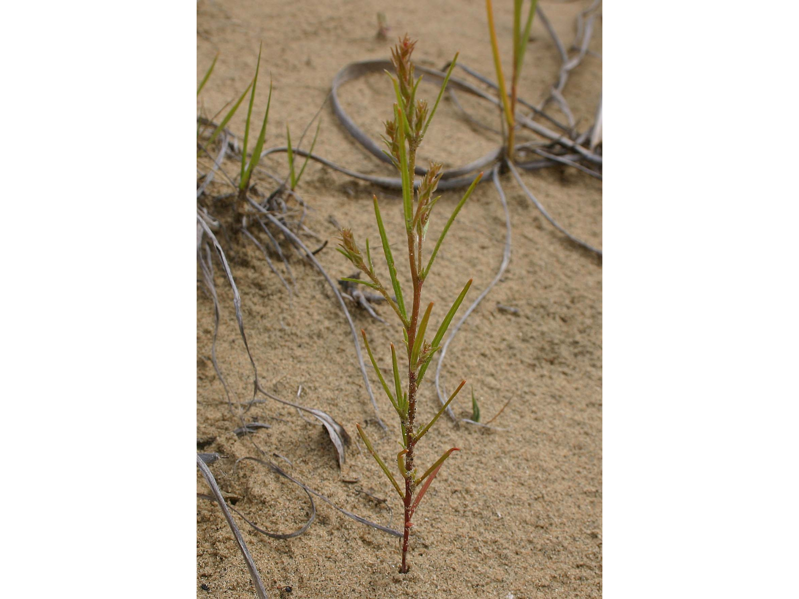 A small green-yellow plant growing in sandy ground.