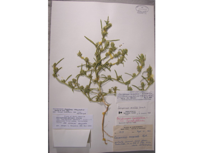 A dried and pressed botanical specimen on a sheet of paper accompanied by the collection and specimen details.