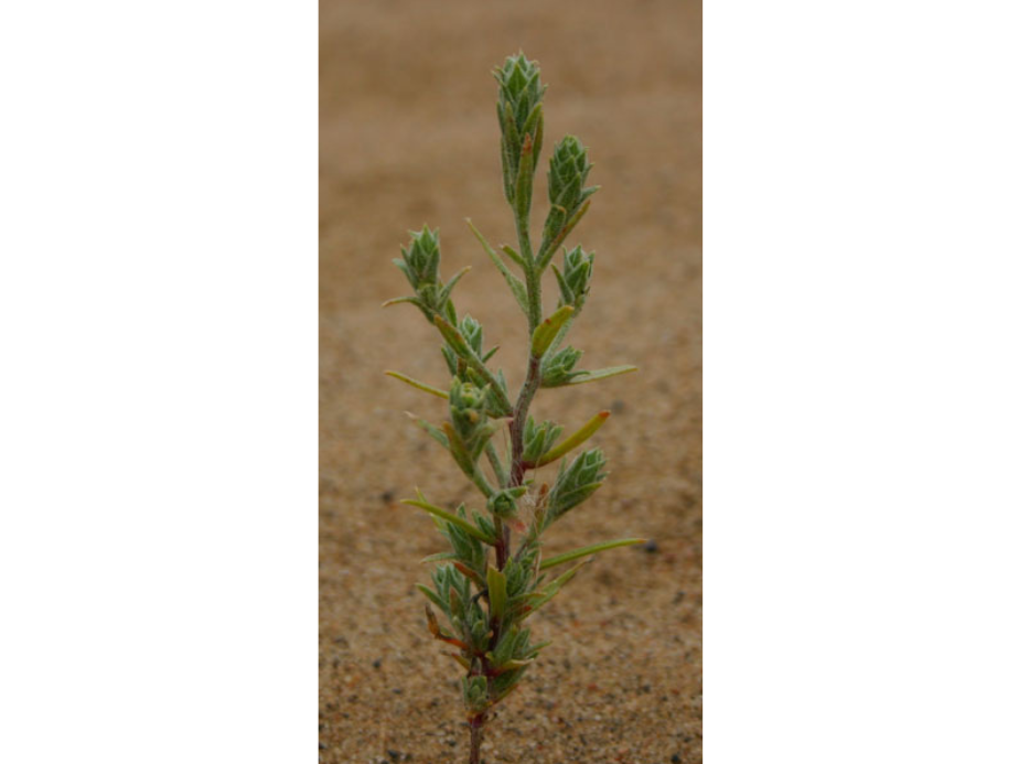 Close-up on a small green plant growing out of sand.