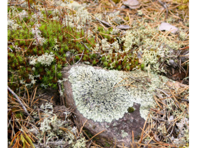 Close-up on a stone with lichen and mosses growing on and next to it.