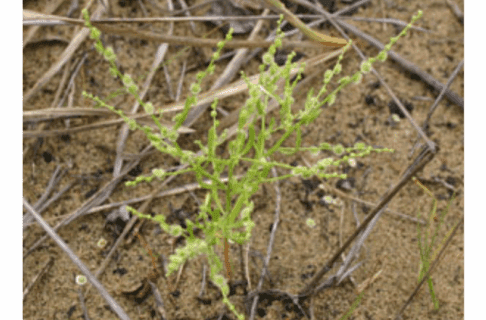 Close up on a small wispy plant growing in the ground.