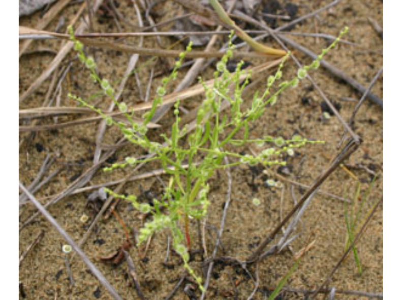 Close up on a small wispy plant growing in the ground.