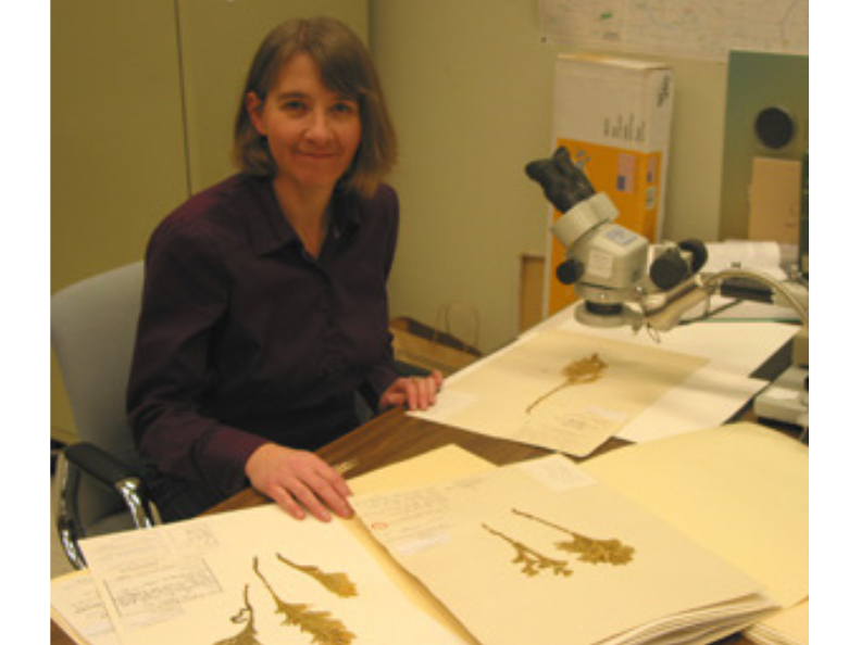 Dr. Diana Bizecki Robson seated at a desk with a selection of botanical samples laid out in front of her by a microscope.