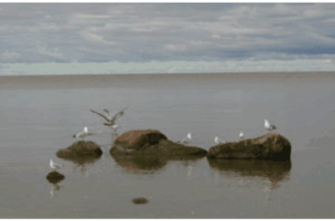 A small group of sea gulls perched on and flying around some rocks sticking out of the lake.