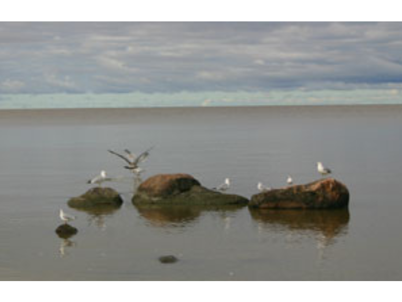 A small group of sea gulls perched on and flying around some rocks sticking out of the lake.