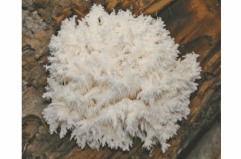 A white frilly fungus growing on wood.