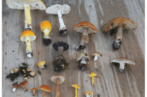 A variety of mushroom specimens laid out on a wooden surface.