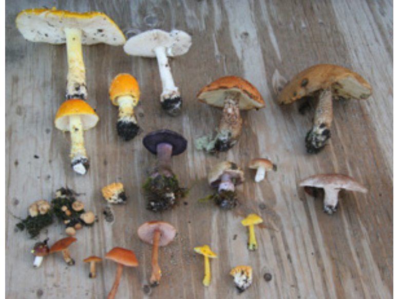 A variety of mushroom specimens laid out on a wooden surface.