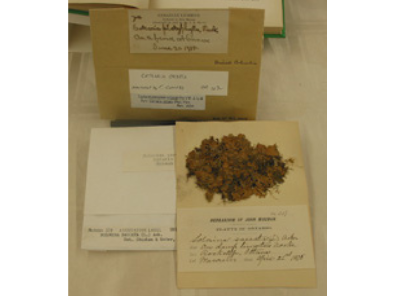A lichen specimen laid out with collection notes on a sheet of paper in front of a storage bag.