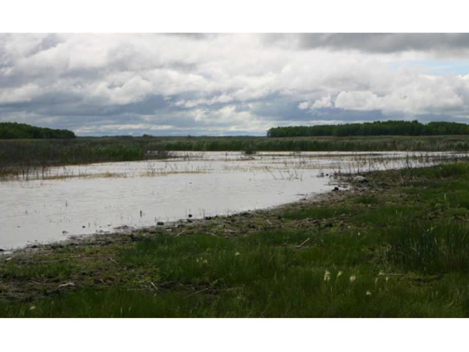 Landscape view looking out over a marshy body of water and low growing vegetation along the banks.