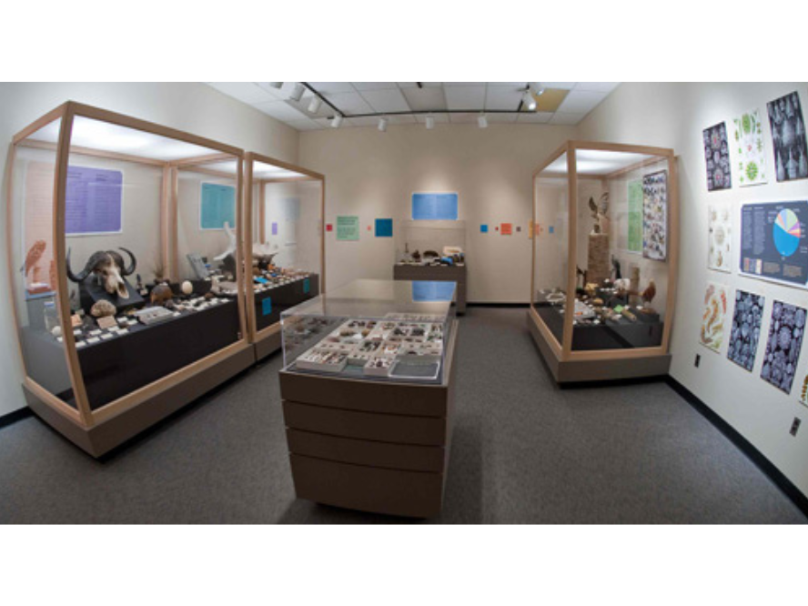 A Museum exhibit with a number of display cases with a variety of specimens on display.