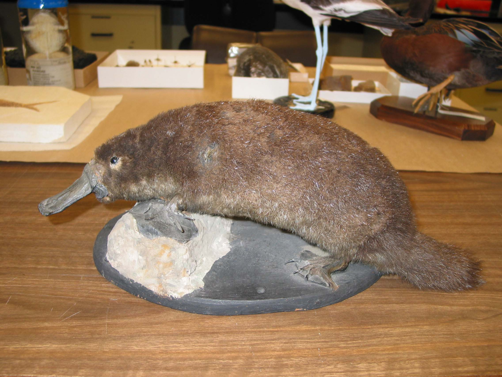 A duck-billed platypus mounted on a dark-coloured base on a woorden-topped desk.