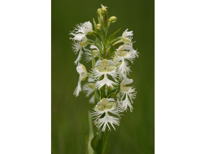 Close-up on the top of a plant with small fringed white flowers.