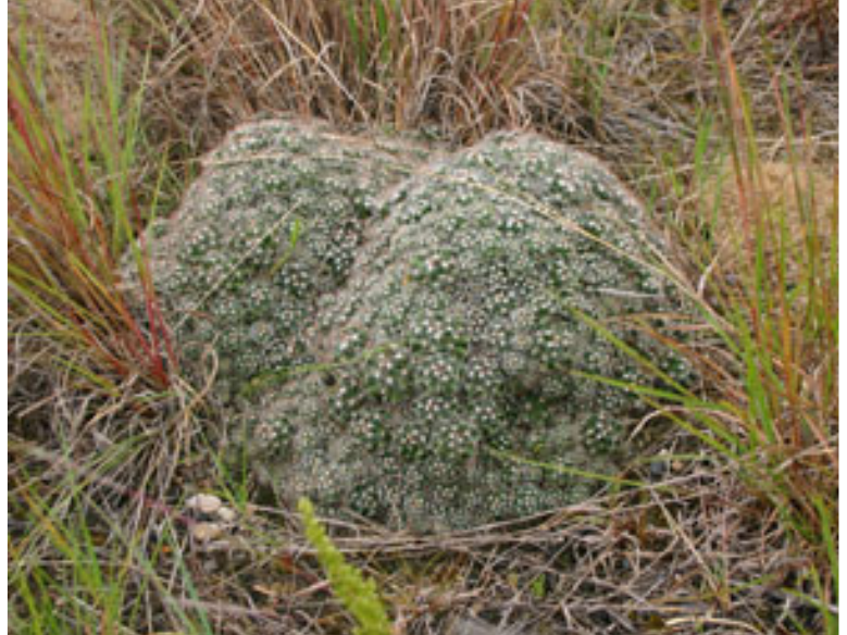 A lumpy prickly cactus growing among grasses.