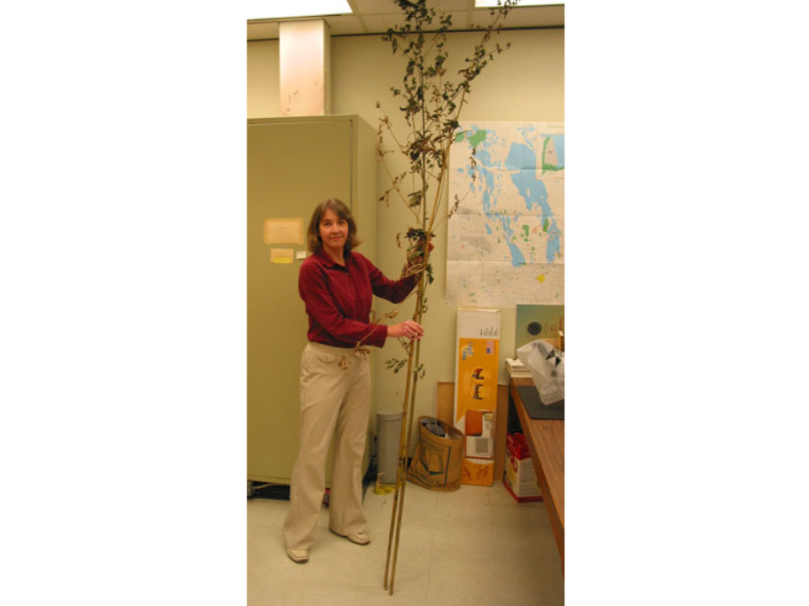 Dr. Diana Bizecki Robson in the botany lab holding a large ragweed specimen, taller than herself.