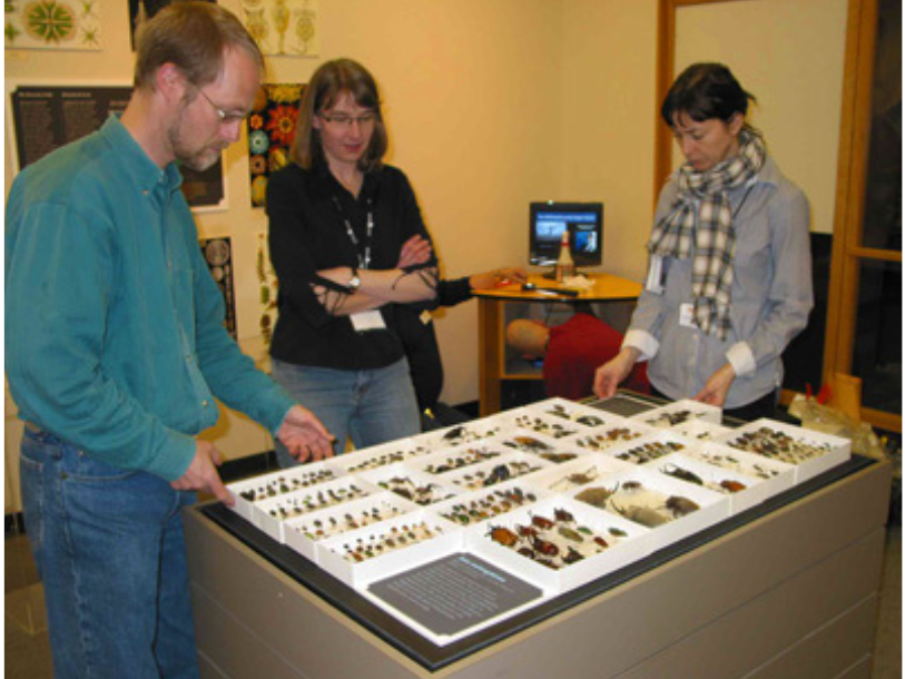 Three individuals standing around a rectangular base filled with small trays with beetle specimens.