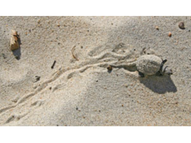 A small turtle crawling along the sand leaving behind foot prints and tail tracks.