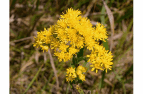A close up on a cluster of yellow Goldenrod flowers on a yellow background.