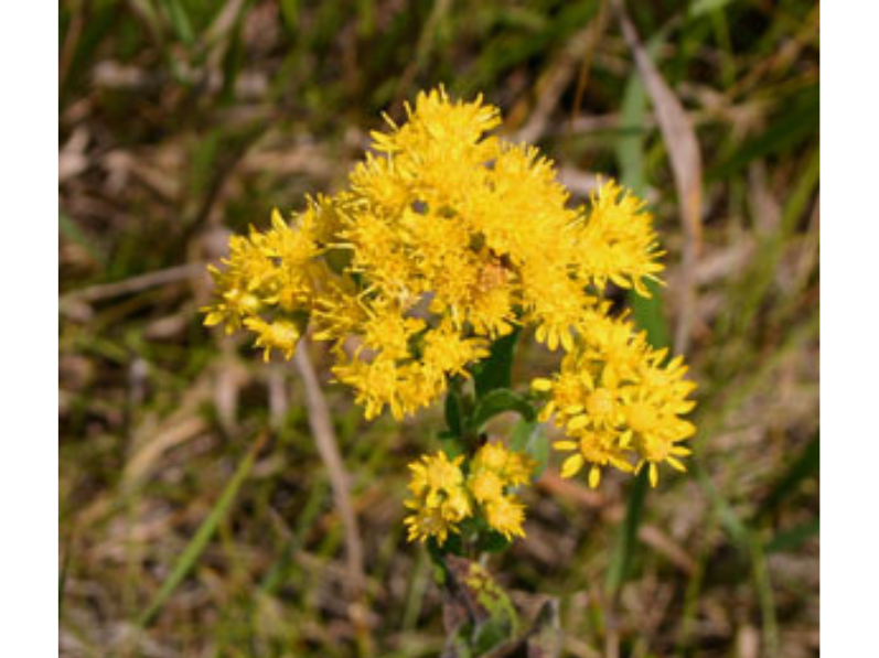 A close up on a cluster of yellow Goldenrod flowers on a yellow background.