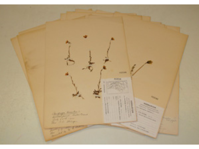 Historical specimens dried and pressed on sheets of yellowed paper with specimen details in the lower right corner of each sheet.