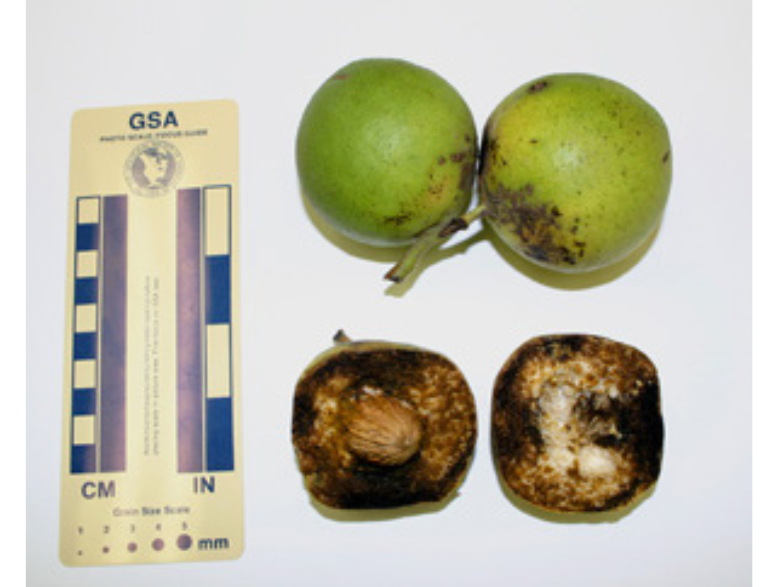 Four walnut specimens against a light-coloured backdrop. The top two are green, and the lower two are brown and split in half.