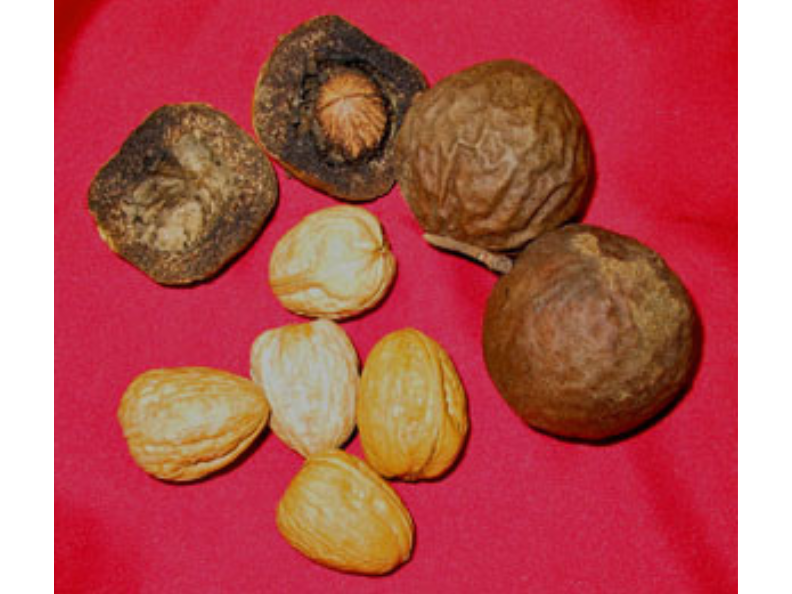 Two leathery round fruits, next to two round dried fruits, and five dried walnuts on a red background.