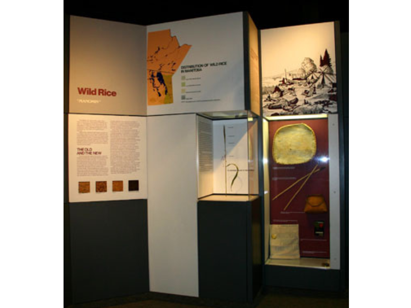Museum display case of wild rice.