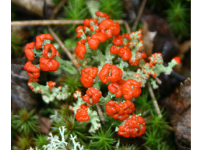 Close-up on a low-growing plant with lots of small red flowers.