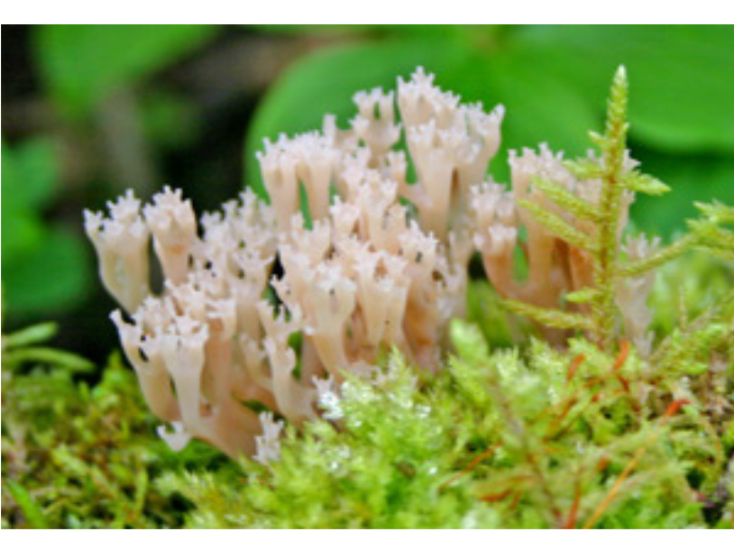 Close-up on a pale pink-white coral like plant growing from a green surface.