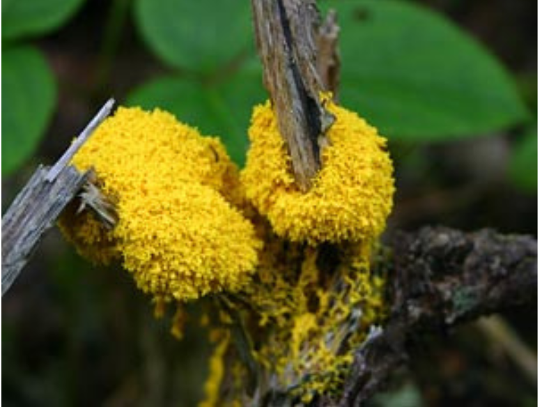 A textured, bright yellow mold growing around a slim branch.