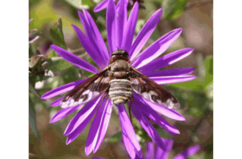 Close-up on a bee fly resting in the centre of a flower with purple petals.