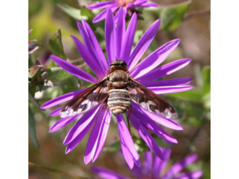 Close-up on a bee fly resting in the centre of a flower with purple petals.