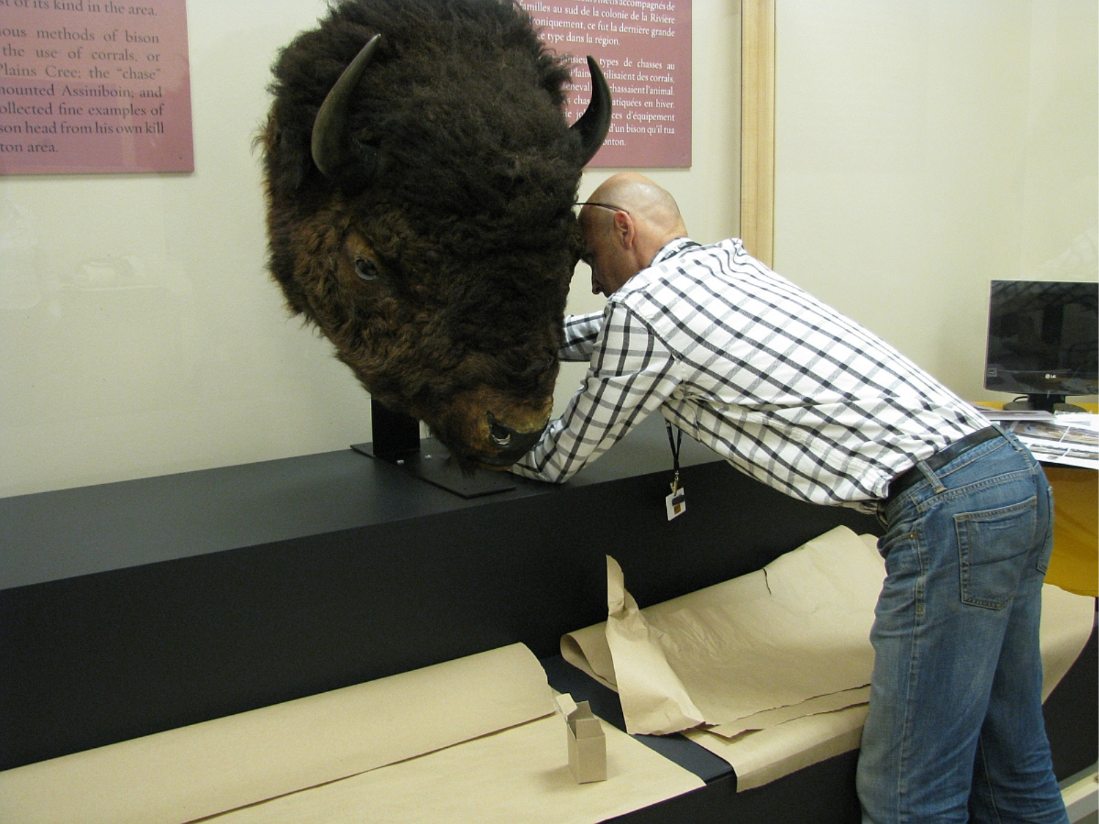 A person leaning out over a base attaching a large mounted bison head.