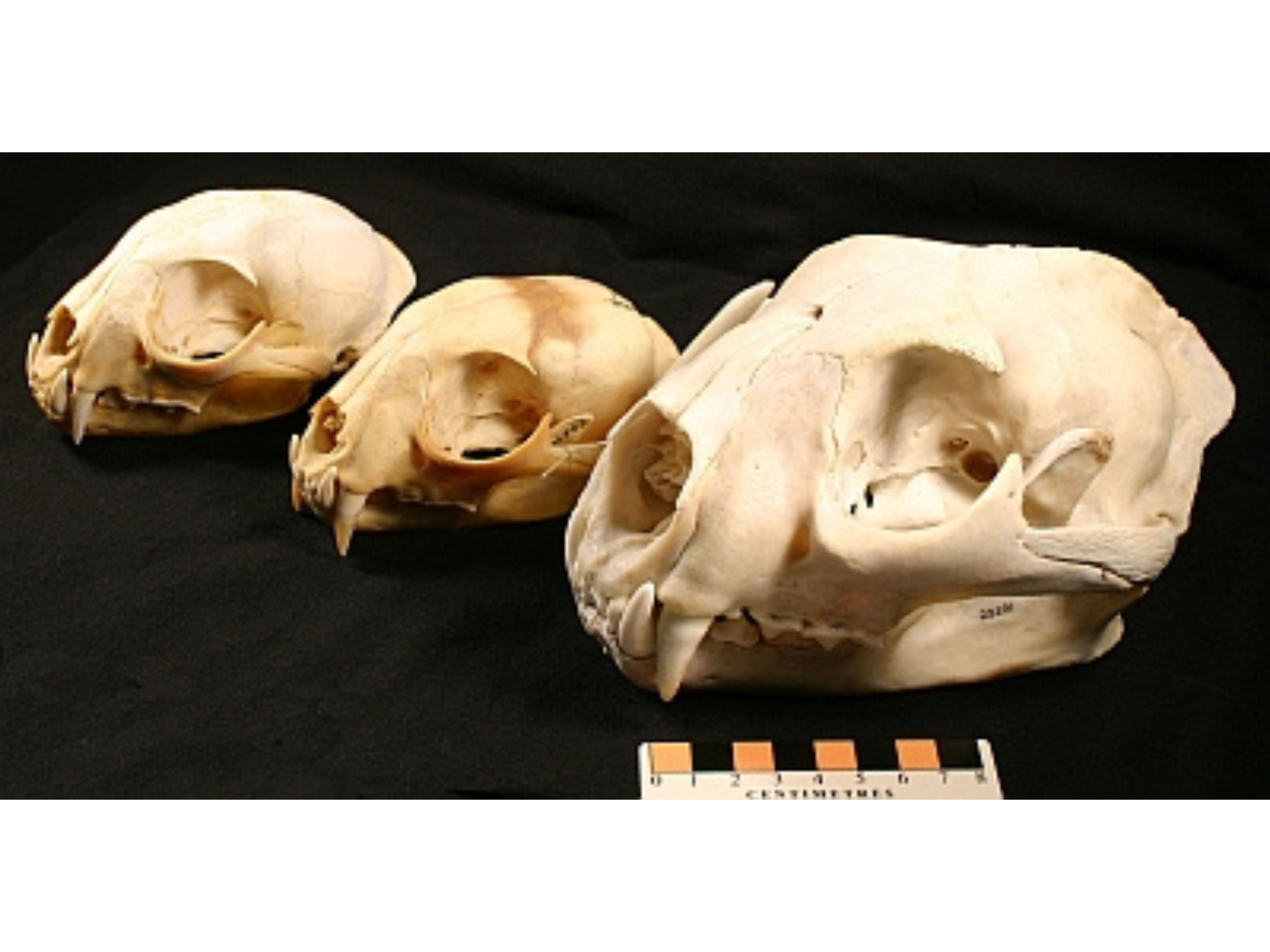 Three wild cat skulls lined up on a black background.