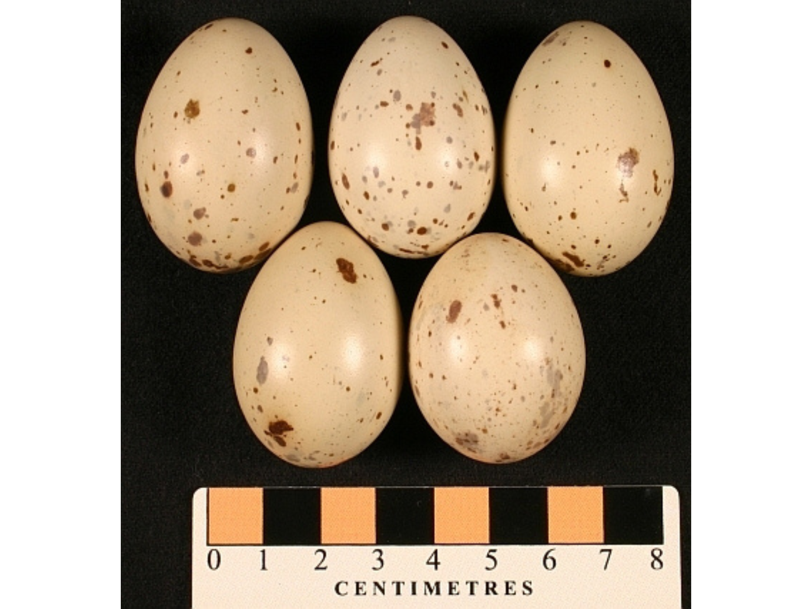Five cream-coloured eggs with brown flecks placed together on a black background.
