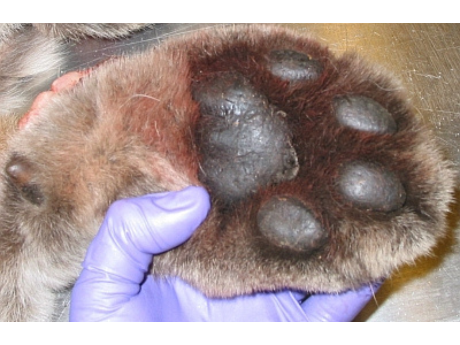 Close-up on the large pads on the underside of a cougar paw.