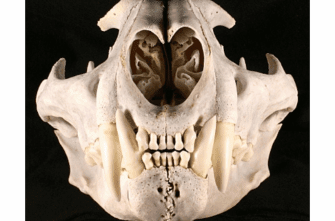Close-up front-on view of a cougar skull with the mouth closed.
