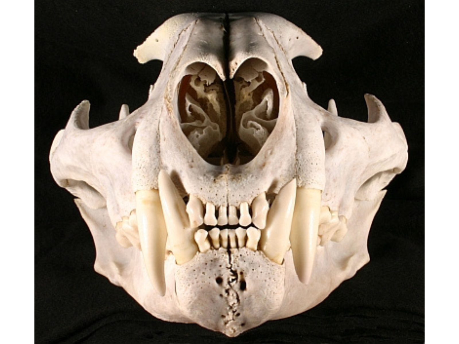 Close-up front-on view of a cougar skull with the mouth closed.