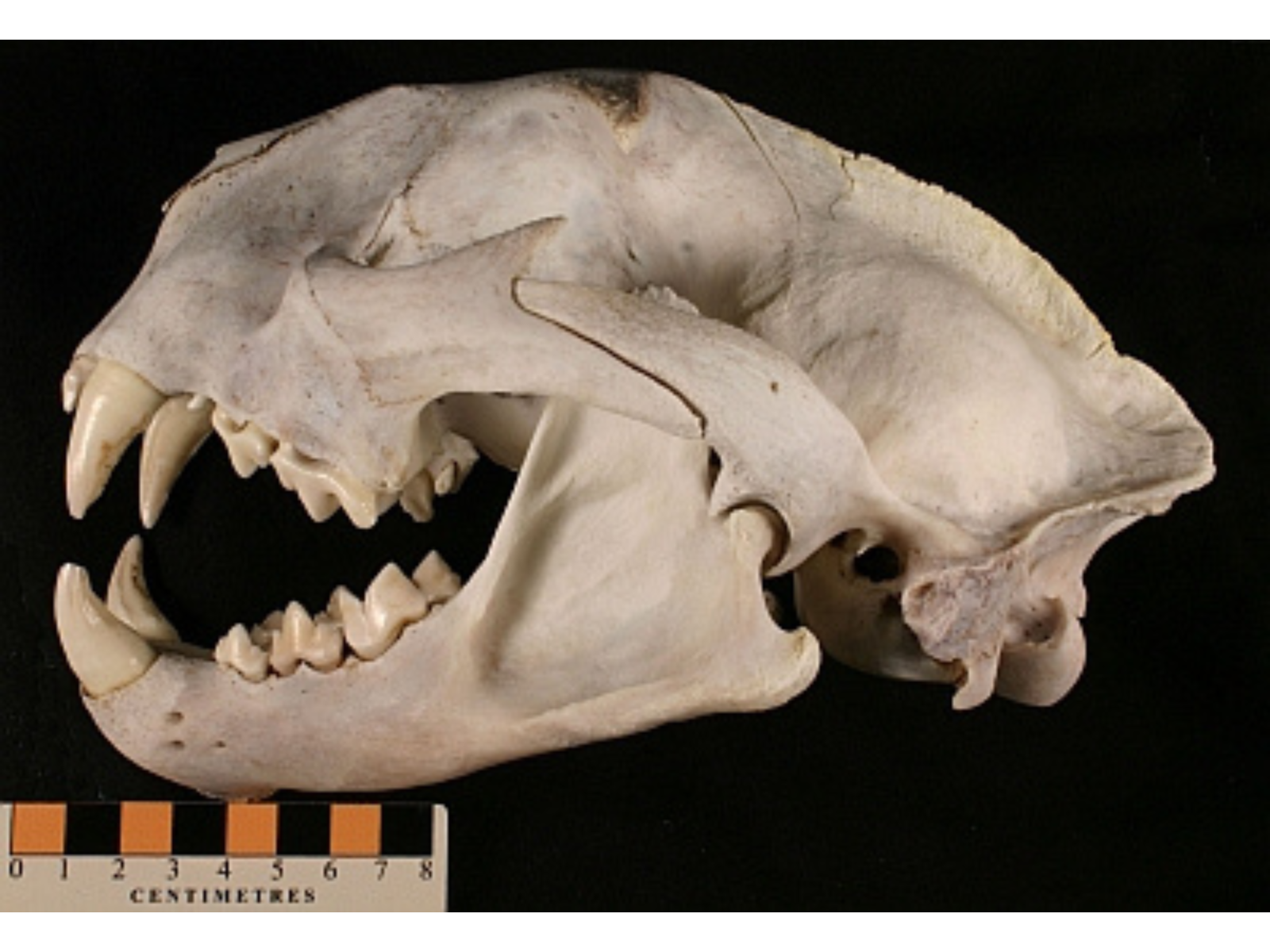 A cougar skull from the side on a black background.
