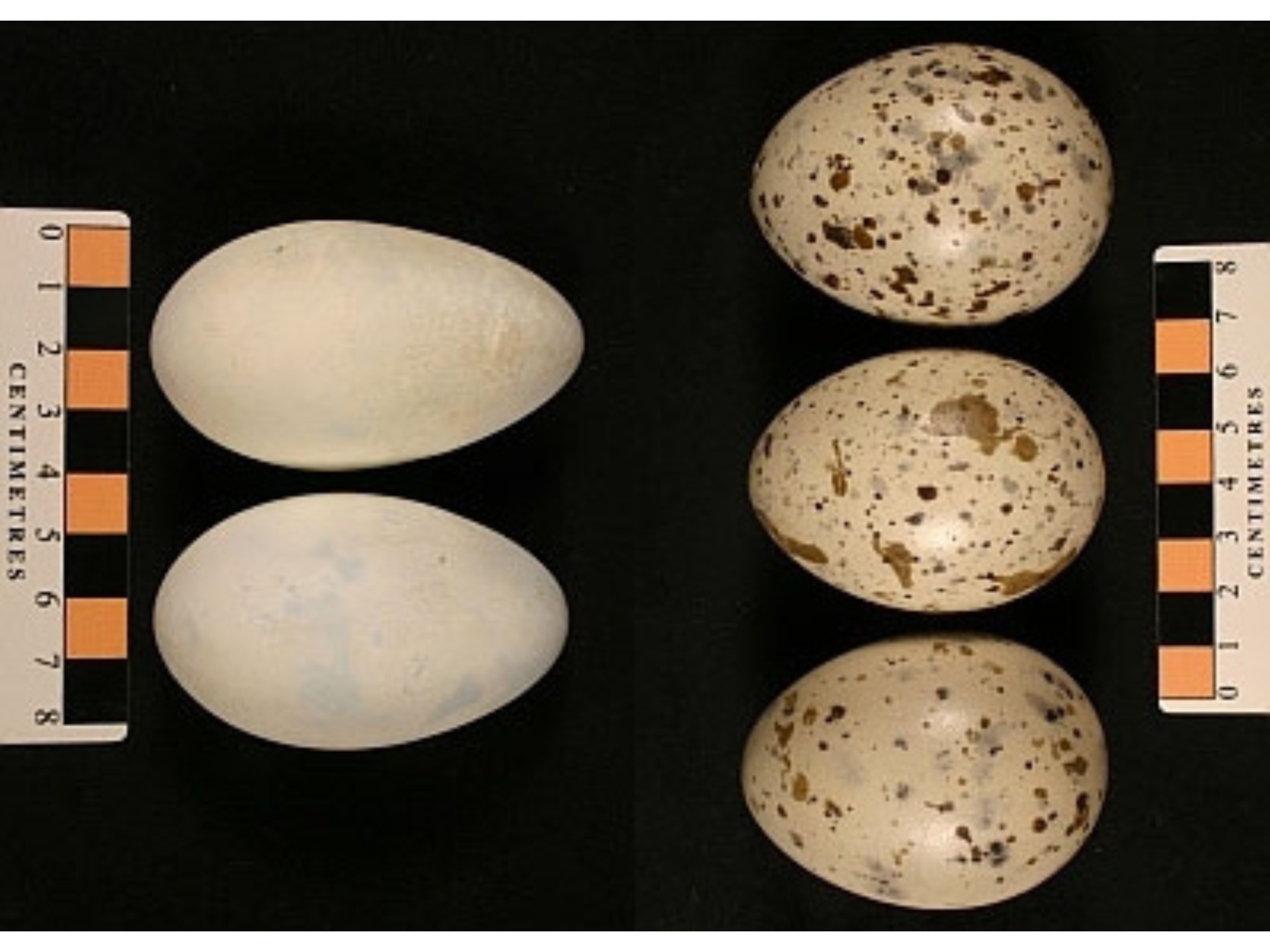Five eggs against a black background. On the left are two white eggs and on the right are three cream-coloured eggs with brown flecks.