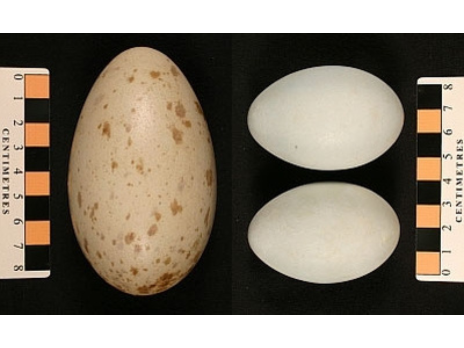 Three eggs on a black background. On the left an elongated cream-coloured egg with brown flecks, on the right-side are two average-sized white eggs.