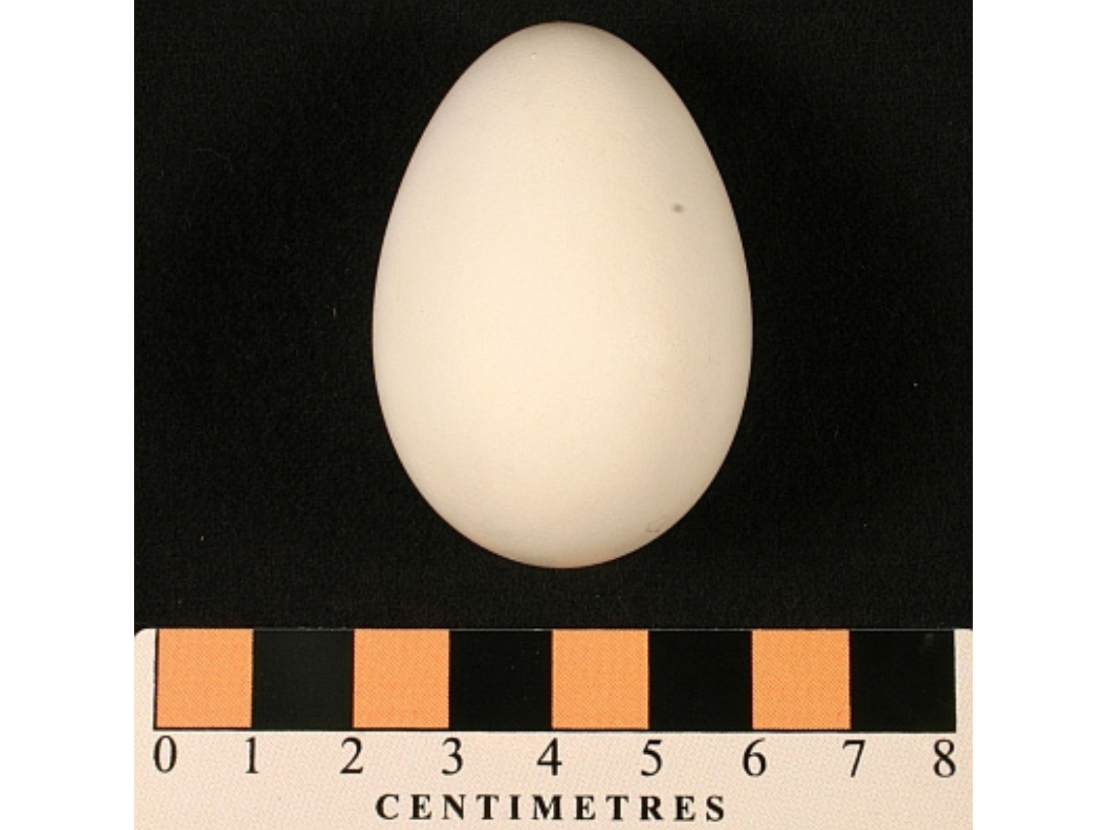 A white egg on a black background with a centimetre ruler along the bottom for scale.