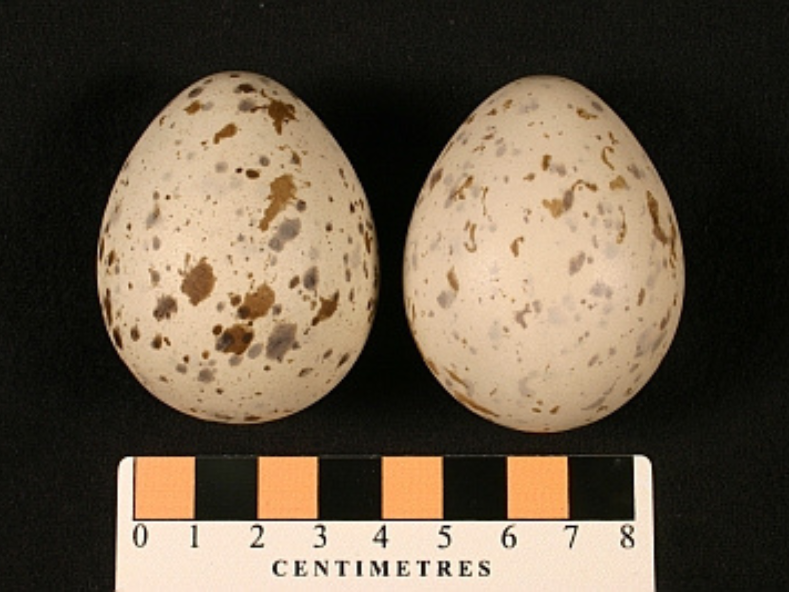 Two rounded cream-coloured eggs with brown flecks.