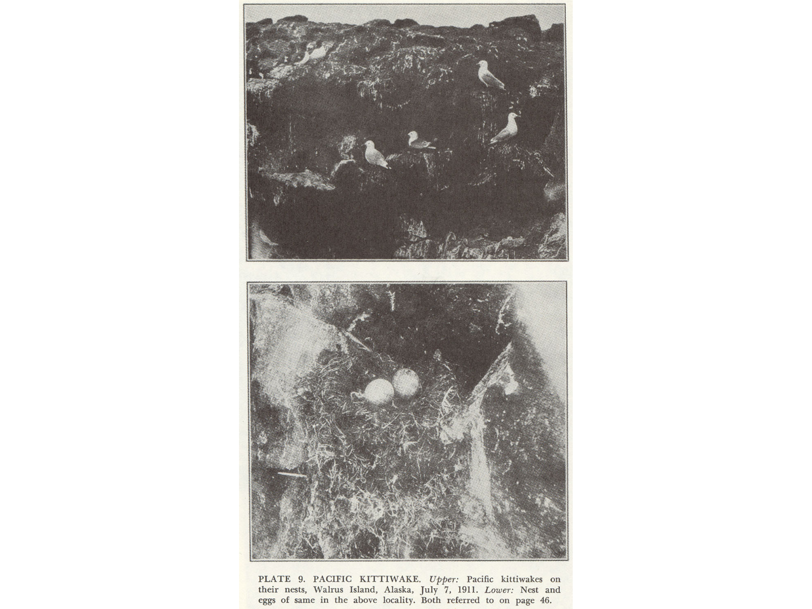 A newspaper clipping of two photos of Pacific kittiwakes. The top photo shows the birds on their cliffside nests, and the lower photo shows two eggs in a nest.
